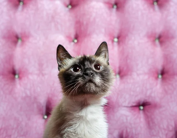 little kitten looking up while sitting on the couch close up