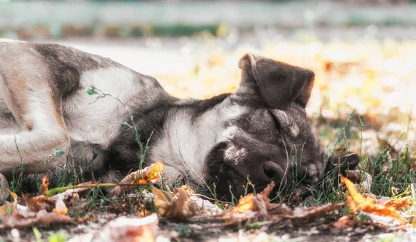 Chien Bâtard Dormant Dans Parc Sur Sol Gros Plan — Photo