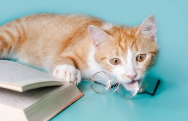 Zencefilli kedi ve arka plandaki hafif çekimde gözlüklü bir kitap.