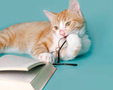 Zencefilli kedi ve arka plandaki hafif çekimde gözlüklü bir kitap.