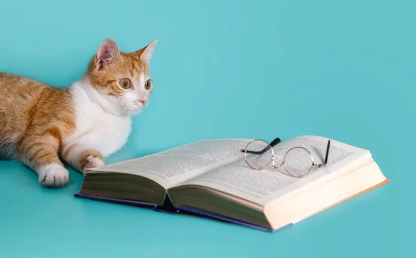 Gatto Zenzero Libro Con Gli Occhiali Uno Sfondo Leggero Studio — Foto Stock