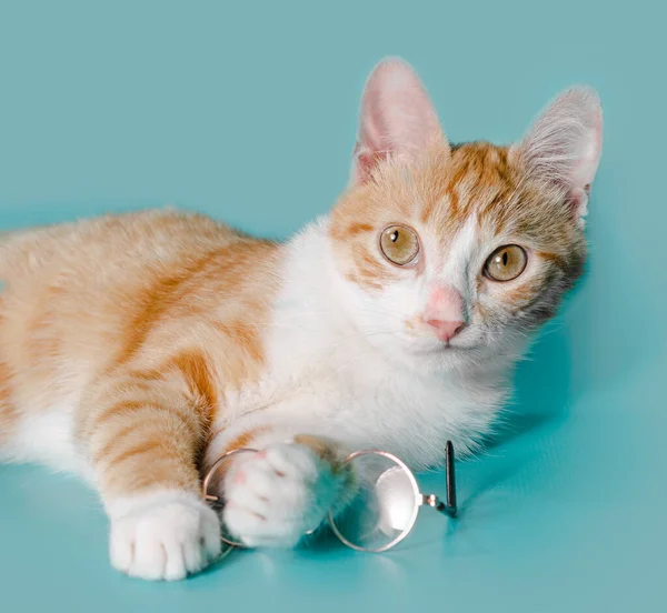 Gato Vermelho Olhos Cruzados Com Óculos Estúdio Fundo Leve Tiro — Fotografia de Stock