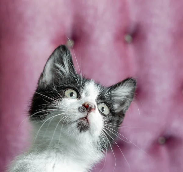 little kitten looking up while sitting on the couch close up