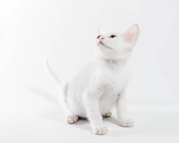 Piccolo Gattino Bianco Uno Sfondo Chiaro Isolato Studio Girato — Foto Stock