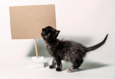 Siyahların hayatları beyaz arka planda izole edilmiş siyah bir kedi yavrusu.