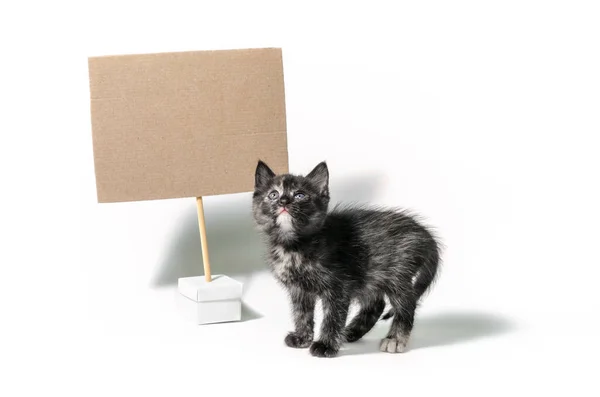 一只黑色的小猫在白色的背景上拿着一个空白的标志 孤立地拍摄着 — 图库照片