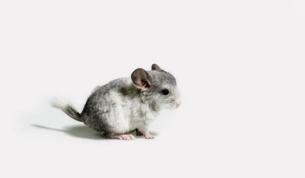 Een Kleine Grijze Muis Witte Achtergrond Geïsoleerde Studio Shot — Stockfoto