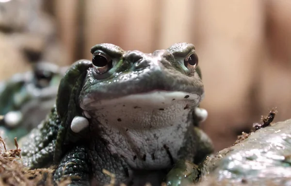 Frosch Mit Hypnotischem Blick Blickt Aus Nächster Nähe Die Kamera — Stockfoto