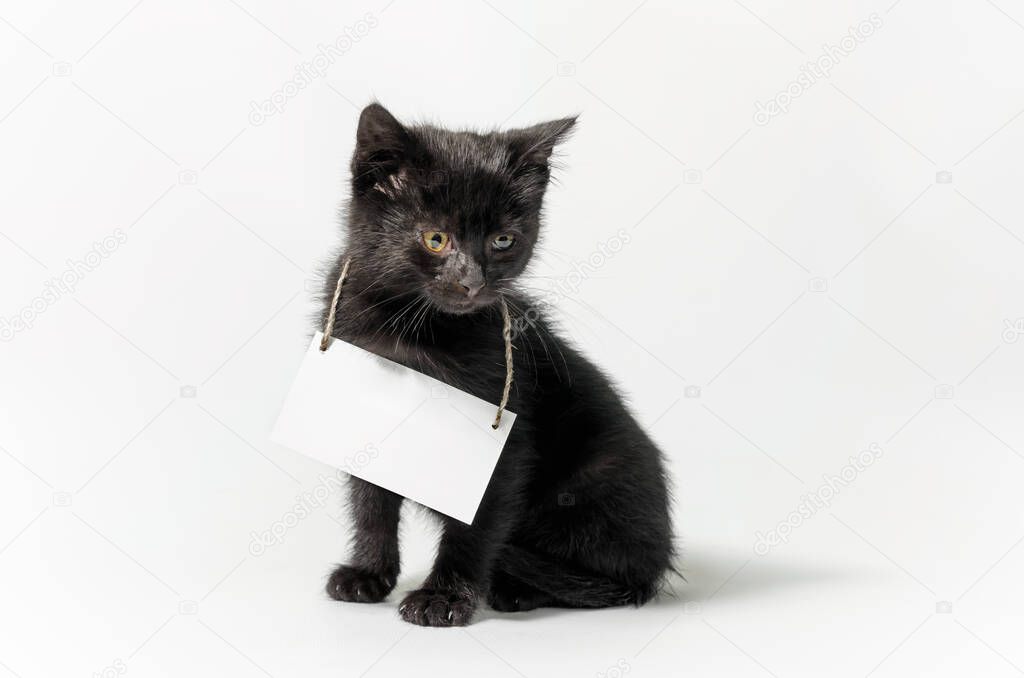 little black kitten holding a blank sign on a white background isolated studio shot