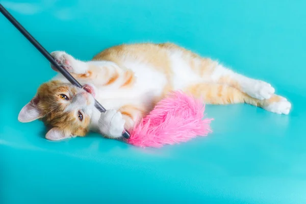 Little Ginger Domestic Kitten Playing Pink Feathers Isolated Studio Shot — Stock Photo, Image