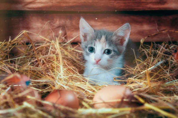 Little Gray Kitten Morning Chicken Coop Farm Close — Stock Photo, Image