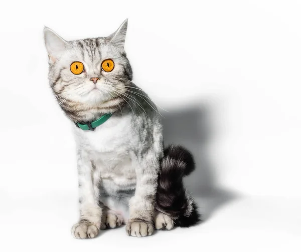 Drole Toilette Chat Avec De Grands Yeux Jaunes Fermer Sur Un Fond Blanc Felin Tete Stock Photo