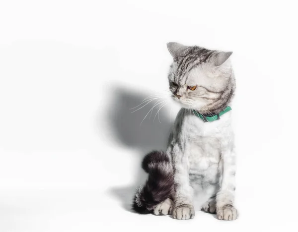 Drole Mecontent Toilette Chat Avec De Grands Yeux Jaunes Fermer Sur Un Fond Blanc Tete Toilettage Stock Photo
