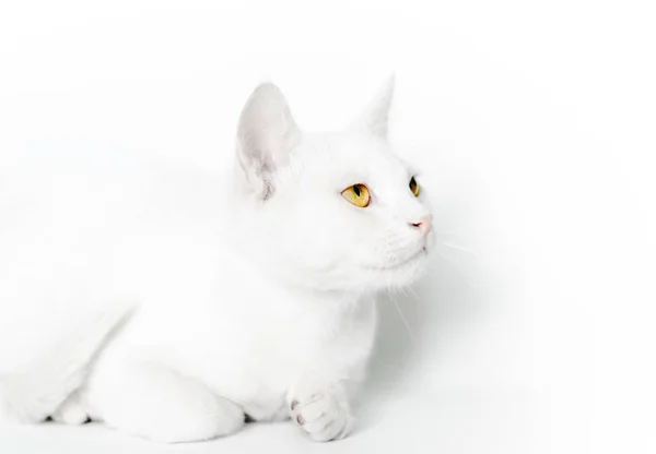 Portrait D Un Chat Blanc Aux Yeux Jaunes Sur Fond Clair Animaux Contexte Stock Photo
