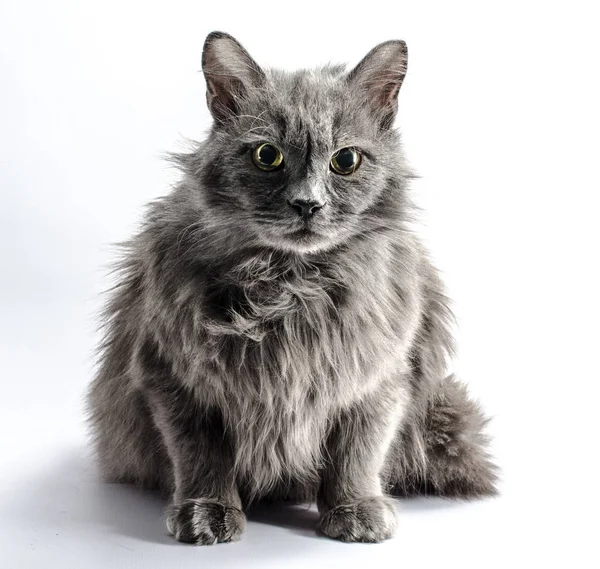 Chat Gris Shaggy Regarde Craintivement Sur Un Fond Clair Souffle Non Peignes Stock Photo Chat Gris Shaggy Regarde Craintivement Sur Un Fond Clair Souffle Non Peignes Stock Photo