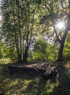 Sonbahar orman yolu ve yaprakları
