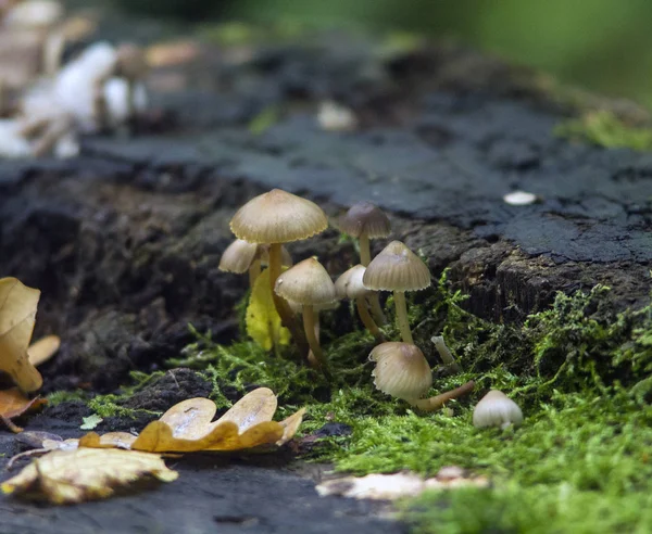 Pilze Und Blätter Wald — Stockfoto
