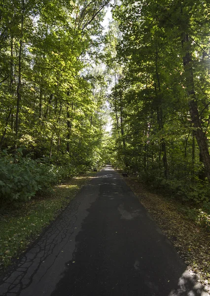 Sentier Forestier Automne Feuilles — Photo