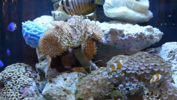 Aquarium Tropical Fish Tank — Stock Video