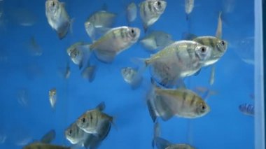 Siyah tetra, kara dul tetra balık akvaryum