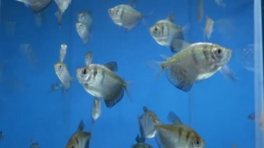 Siyah tetra, kara dul tetra balık akvaryum