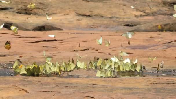 Vielfalt Schmetterlingsarten Schmetterlinge Fressen Salzlecken Auf Dem Boden Pangsida Nationalpark — Stockvideo
