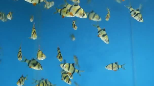 鱼缸里的老虎倒钩或 Puntius Tetrazona — 图库视频影像