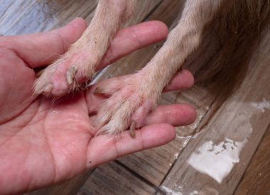 Chihuahua köpek Demodicosis, Anti köpek deri ile 