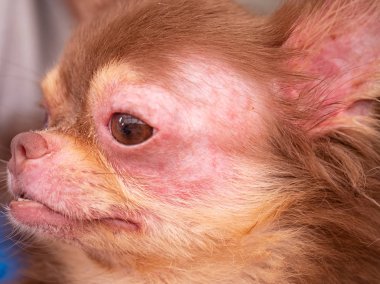 Chihuahua köpek Demodicosis, Anti köpek deri ile 