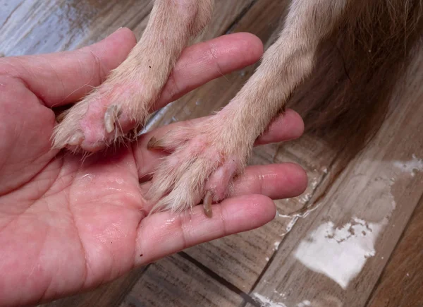 Chihuahua Chien Avec Démodicose Peau Chien Allergique — Photo