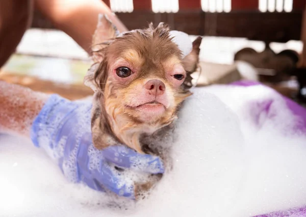 Chihuahua Hund Med Demodikos Dusch Allergi Hund Hud — Stockfoto