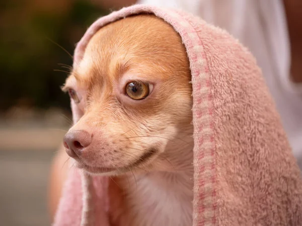 Cão Chihuahua Marrom Depois Tomar Banho Casa — Fotografia de Stock