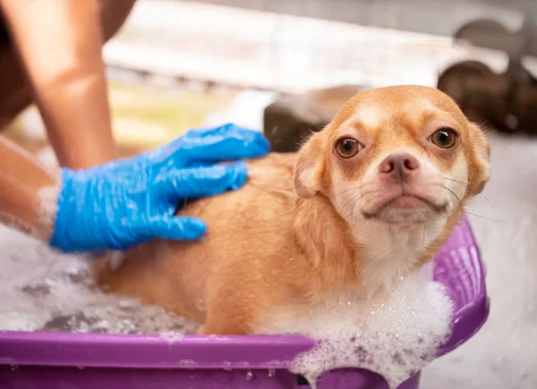 Perro Chihuahua Marrón Tomando Una Ducha Casa Imagen De Stock