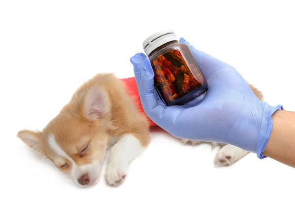 Cachorro Cão Clínica Veterinária — Fotografia de Stock