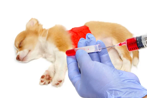 Médecin Examinant Chiot Chien Dans Clinique Vétérinaire — Photo