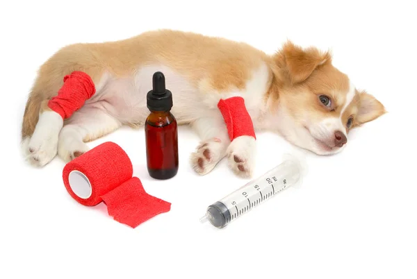 Elastisk Bandage Chihuahua Hundens Ben Vit Bakgrund — Stockfoto