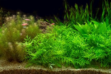 Yeşil güzel yerleştirilmiş tropikal tatlı su akvaryumu 