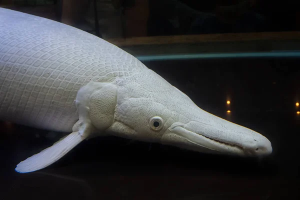 Albino Aligatora Gar Ryb Akwarium — Zdjęcie stockowe