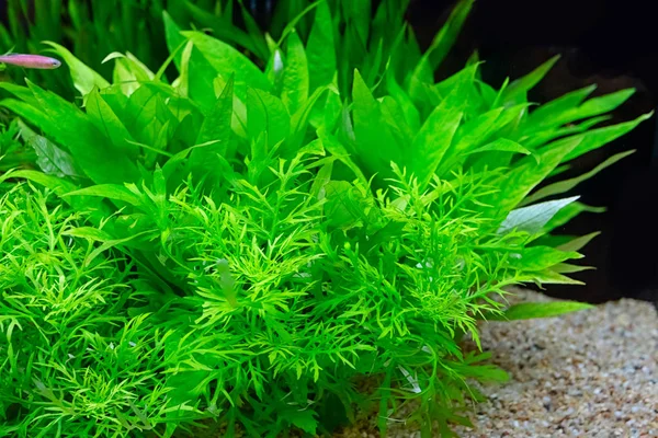 Verde Hermoso Acuario Agua Dulce Tropical Plantado — Foto de Stock