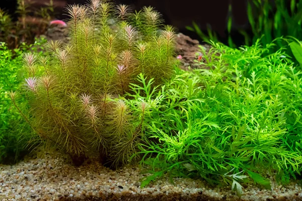 Piękne Zielone Uprawy Tropikalny Akwarium Słodkowodne — Zdjęcie stockowe
