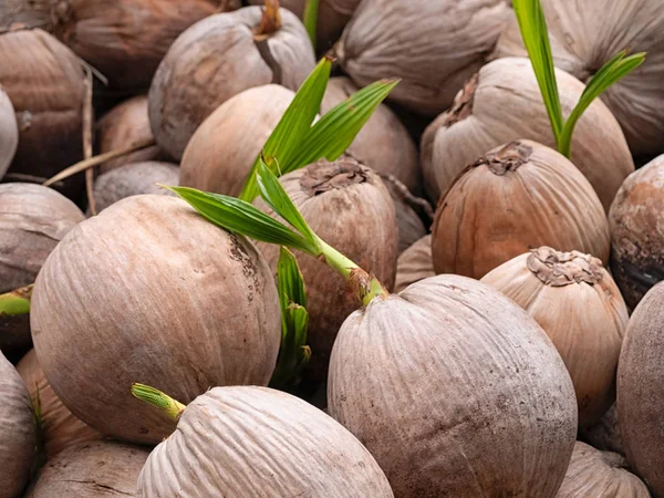 Sprosse Von Kokosnuss Sämlingen Zum Pflanzen lizenzfreie Stockfotos