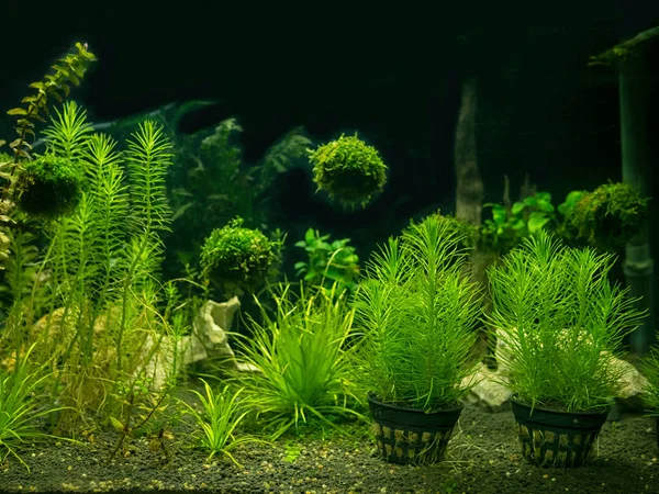 Aquarienbecken Mit Einer Vielzahl Von Wasserpflanzen Stockfoto