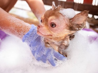 Chihuahua köpek Demodicosis ile almak bir duş, Anti köpek cilt 