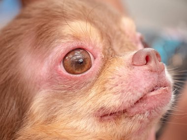 Chihuahua köpek Demodicosis, Anti köpek deri ile 