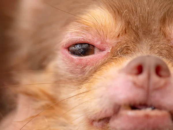 Chihuahua Perro Con Demodicosis Piel Perro Alérgico Imágenes de stock libres de derechos