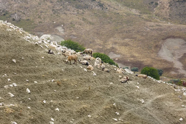 Depasturing sheeps in Cyprus vallei. Focus op schapen. Rechtenvrije Stockafbeeldingen