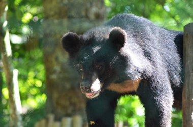 Bir Asya ay ayı güneş ışığında duruyor. Siyah renkte ve ay şeklindeki işaretleme göğsünde görünür. O yeşilliklerin bir arka plana karşı.