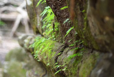 Kamboçya 'da harap bir tapınakta bir taş duvar uzaklığa uzanır. Bu yosun ve küçük Ferns ile kaplıdır. Başka bir duvarı kaplayan büyük ağaç kökleri mesafe odak dışında.
