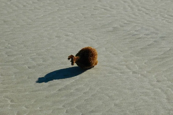 A bottle-shaped sea sponge on a deserted beach. The sand is smooth. The sponge is brown, and casts a black shadow.