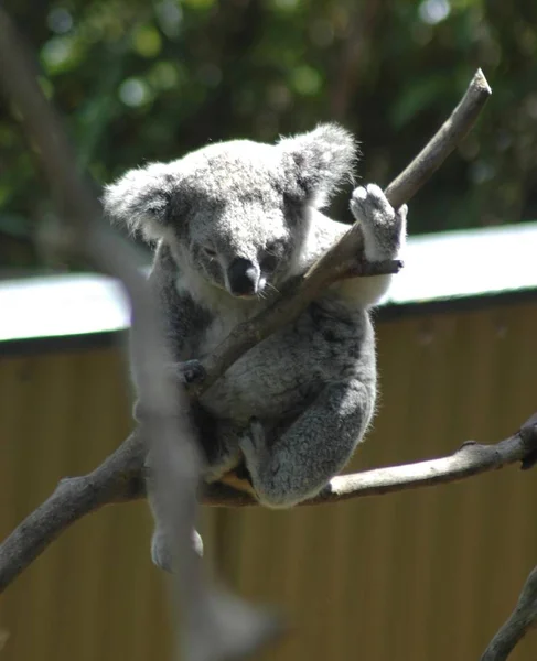Güneş ışığında çıplak dal oturan bir koala. Bir ayağı sarkan. Bir fon olarak kısa bir forground ve bulanık çit ve bushland bulanık bir şube ile alan derinliği var.